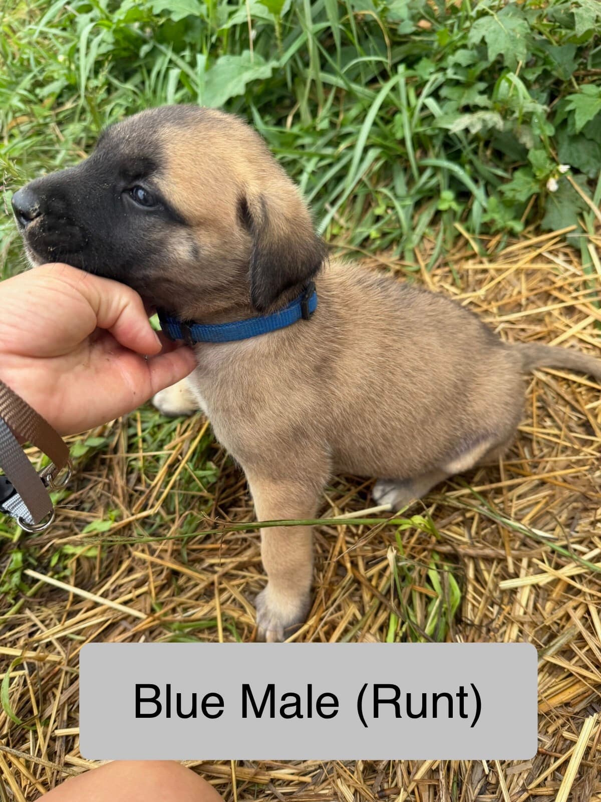 Blue β male Kangal x Great Pyrenees livestock guardian puppy