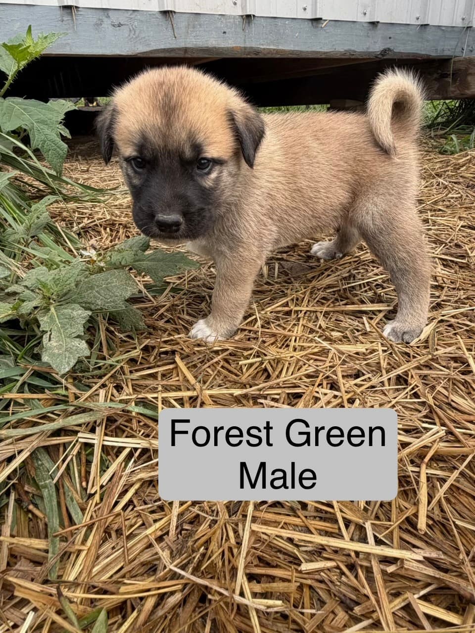 Forest Green β male Kangal x Great Pyrenees livestock guardian puppy