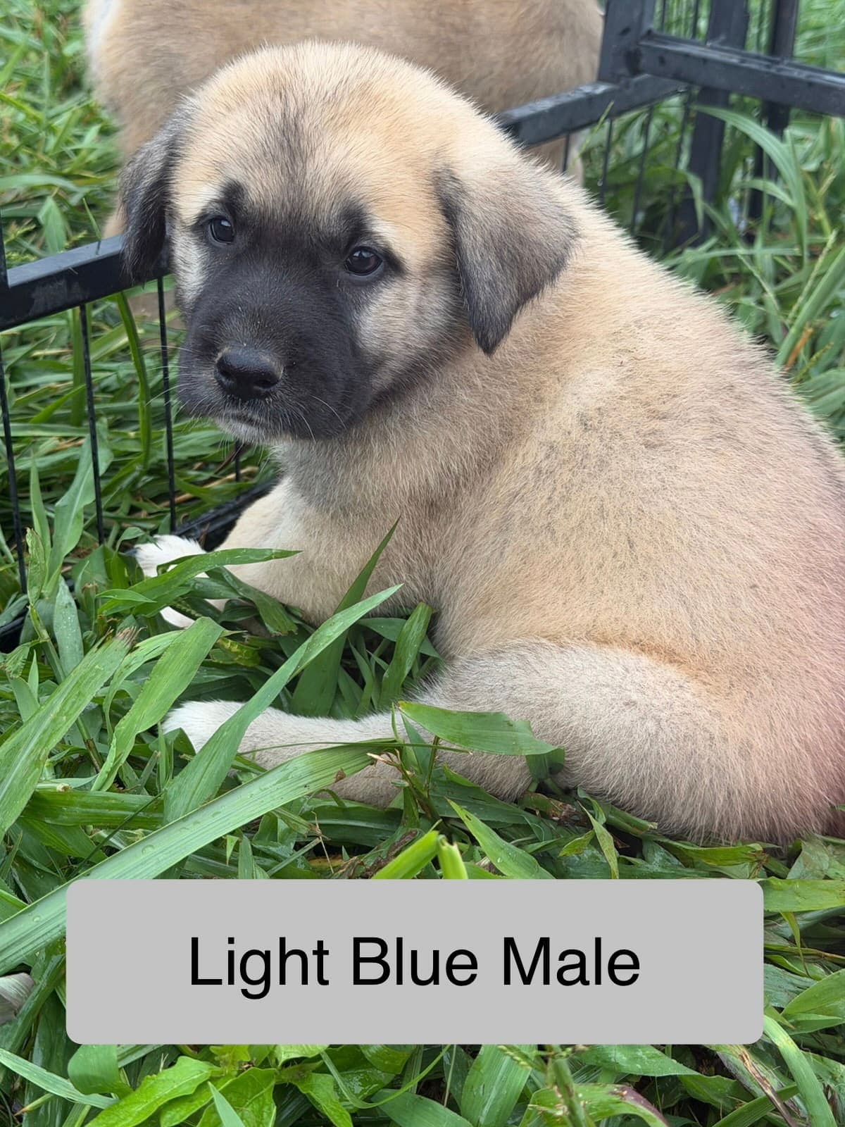 Light Blue β male Kangal x Great Pyrenees livestock guardian puppy