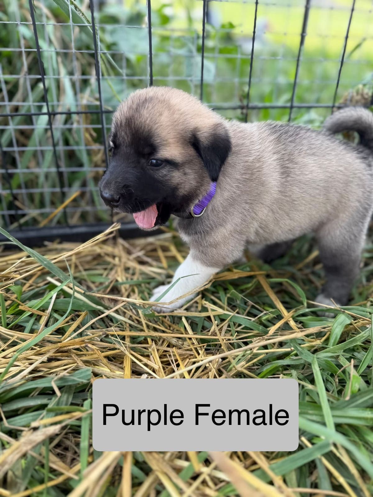 Purple β female Kangal x Great Pyrenees livestock guardian puppy