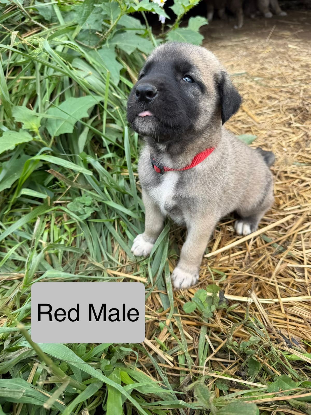 Red β male Kangal x Great Pyrenees livestock guardian puppy